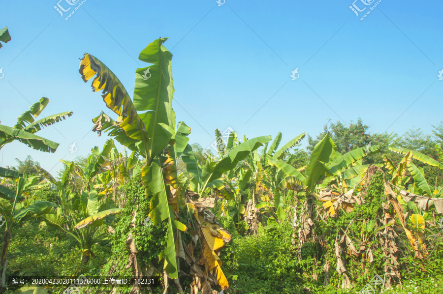 香蕉林景观