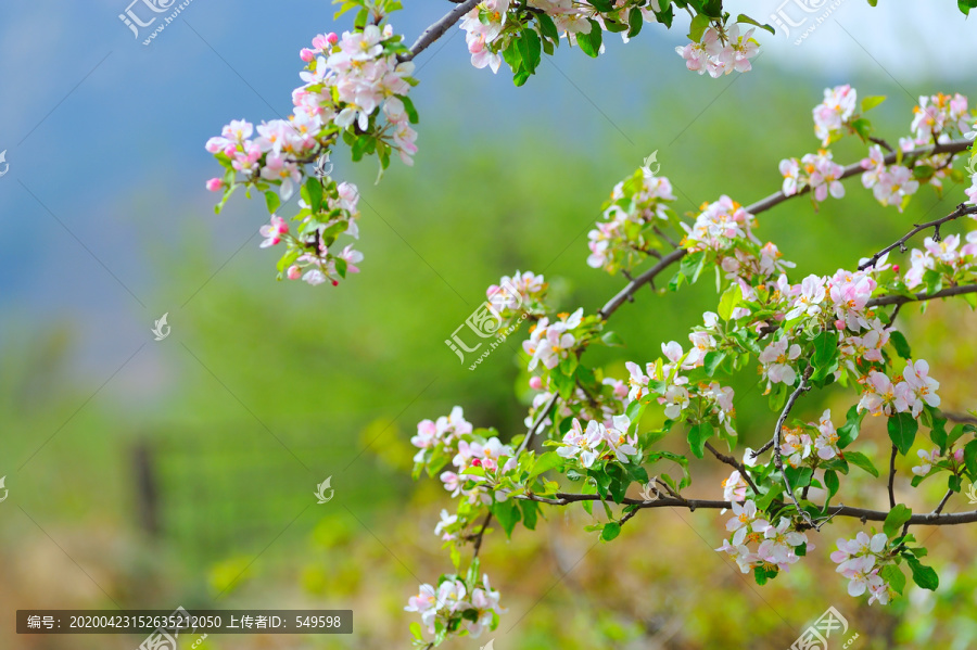 苹果花