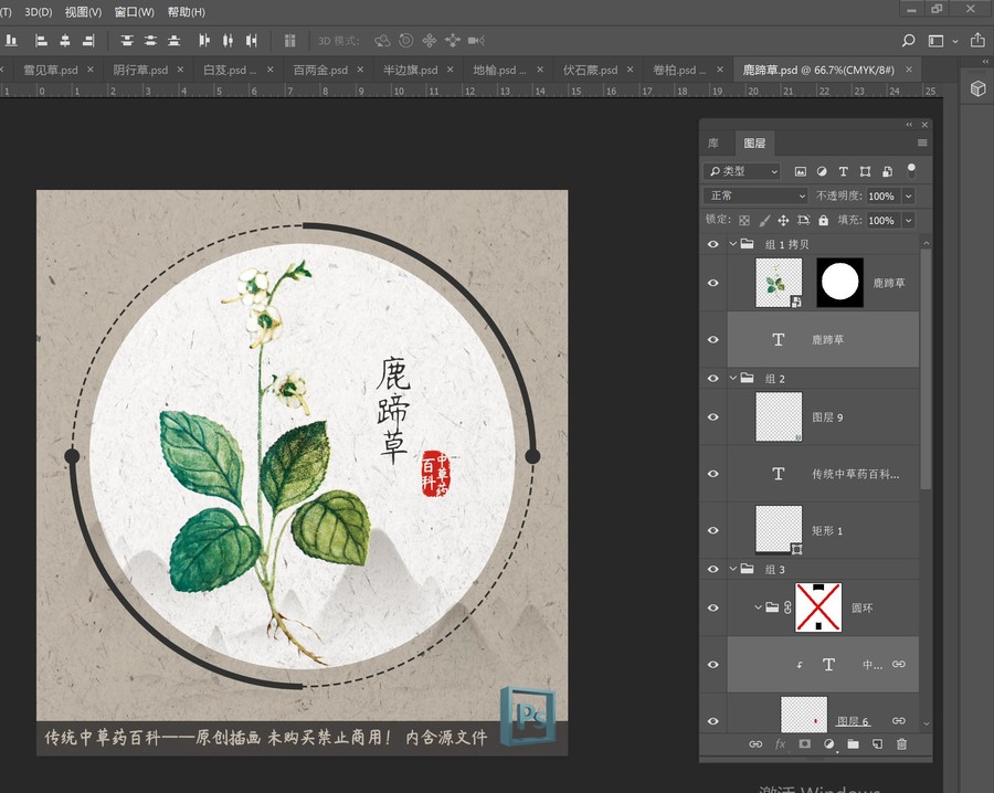 中草藥植物插畫鹿蹄草