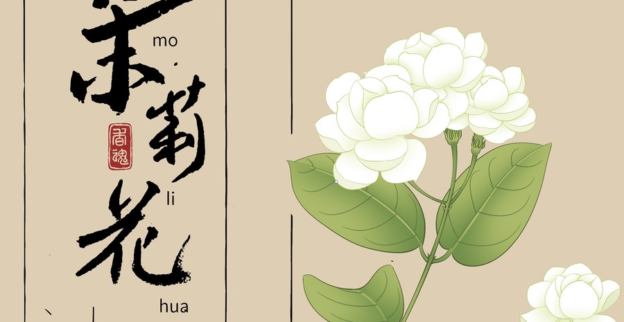 茉莉花矢量插图