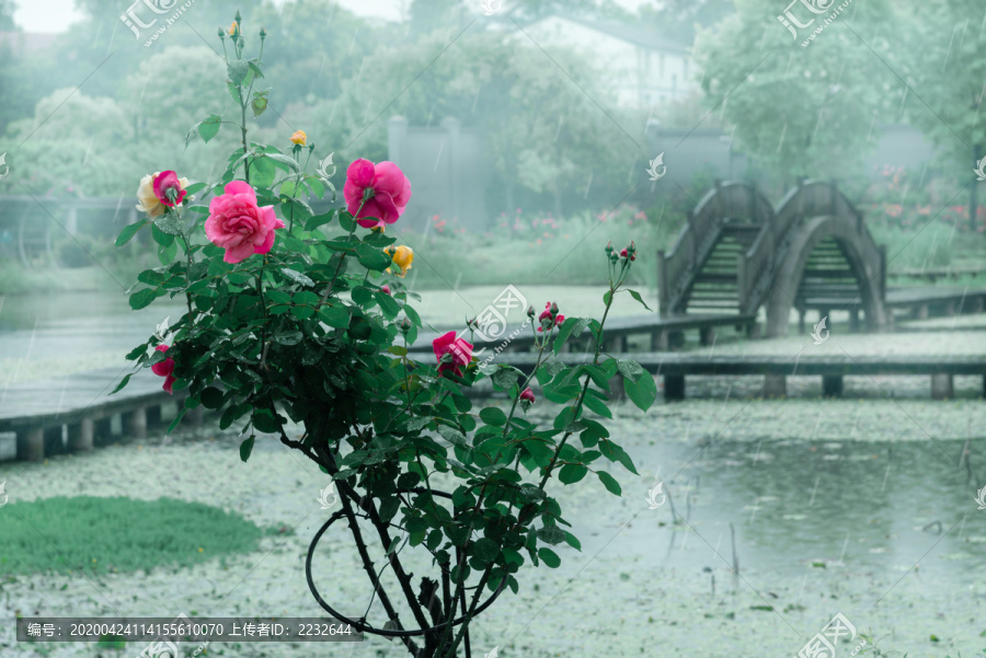 武汉植物园雨中的月季