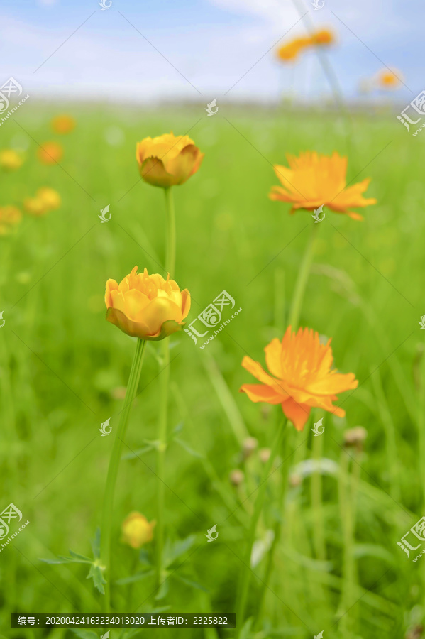 草原盛开的金莲花