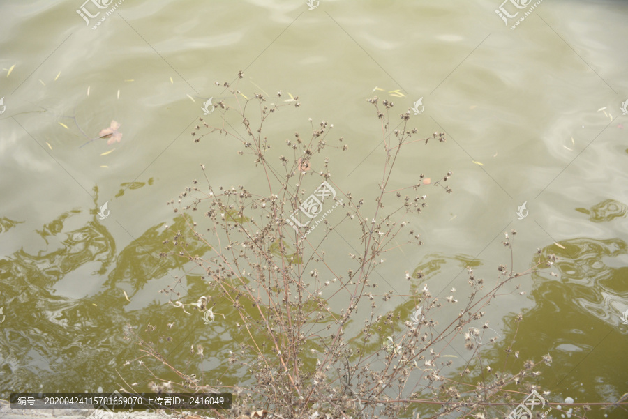 户外山水风景植物素材图