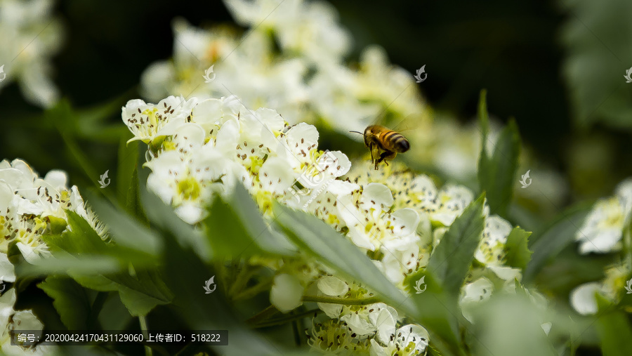 蜜蜂采蜜