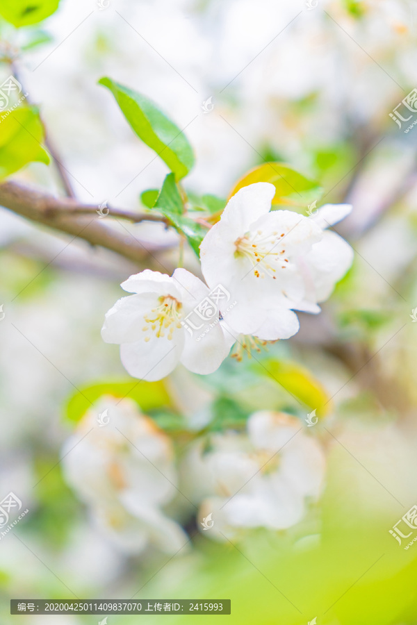 白粉色樱花花苞枝头雨中雨水