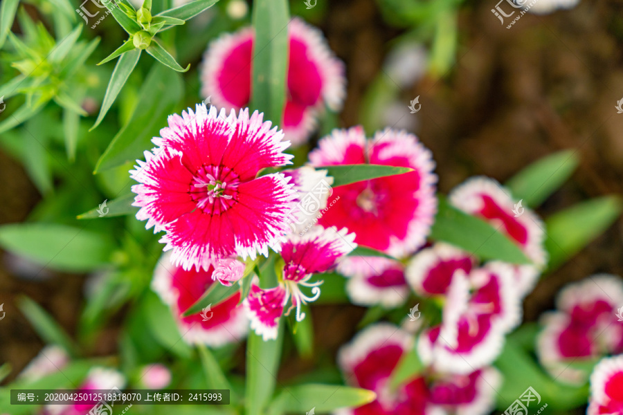 白边紫红色小花春夏天鲜花植物