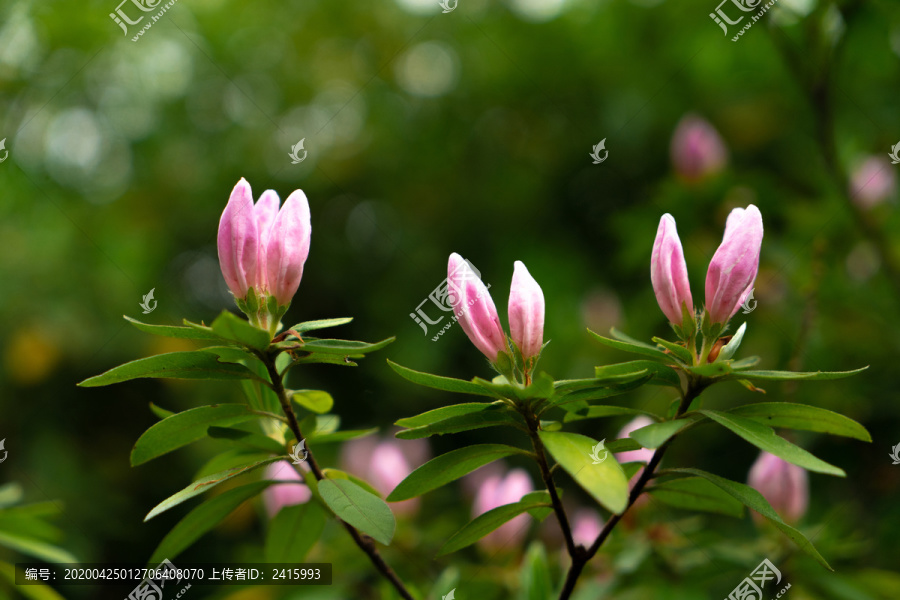 杜鹃花苞春夏天鲜花植物