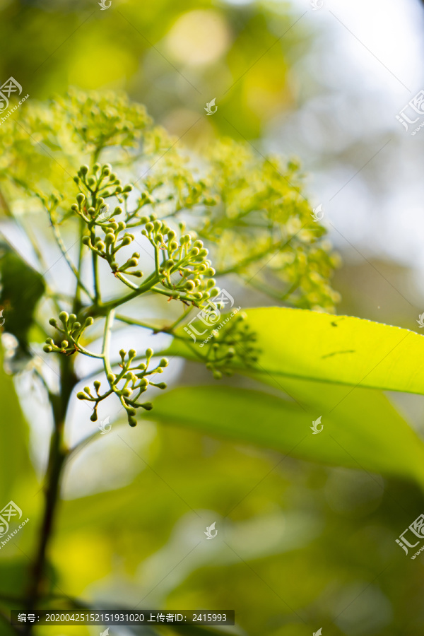 果实花叶子植物春夏天