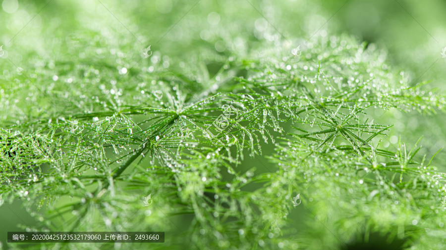 绿色植物水珠雨水