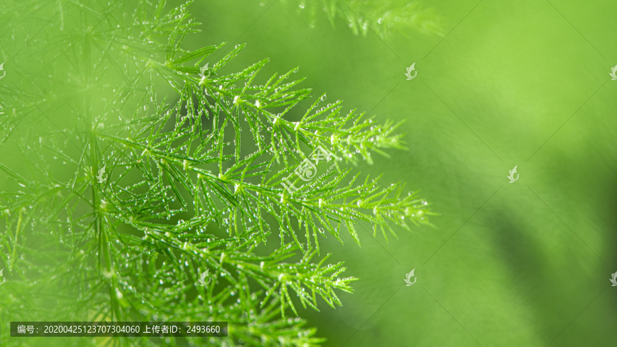 绿色植物水珠雨水