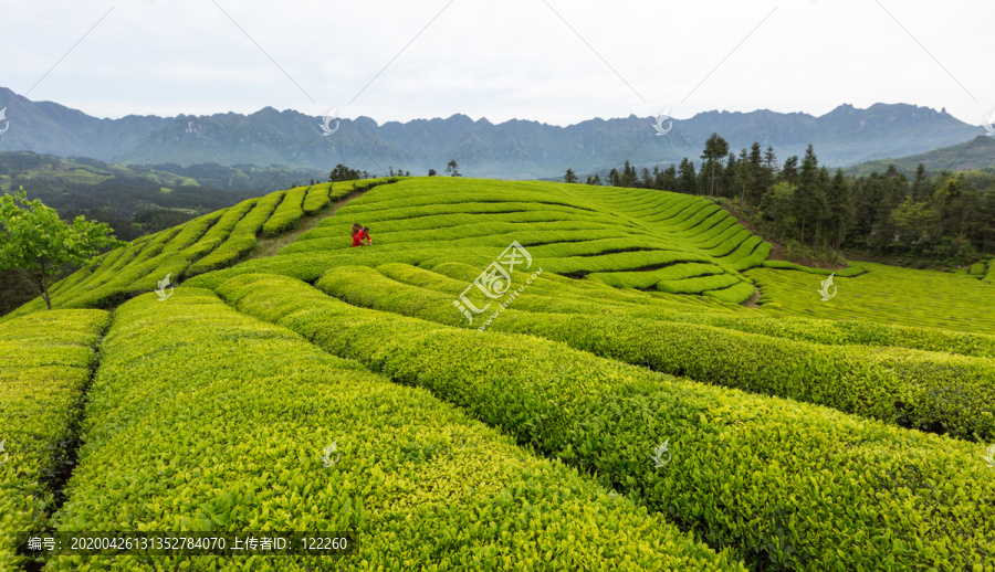 鹤峰木耳山茶园