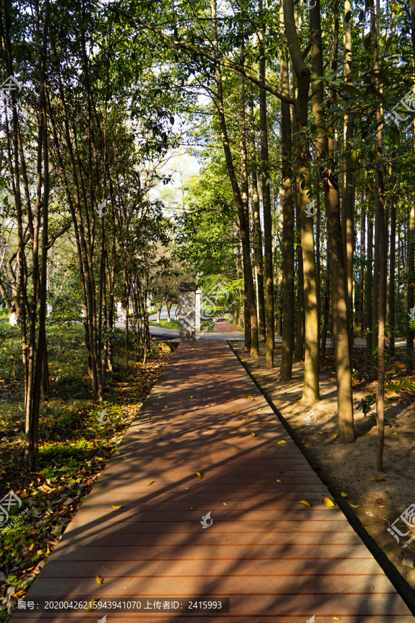 夕阳余晖斜阳木板桥林间小路