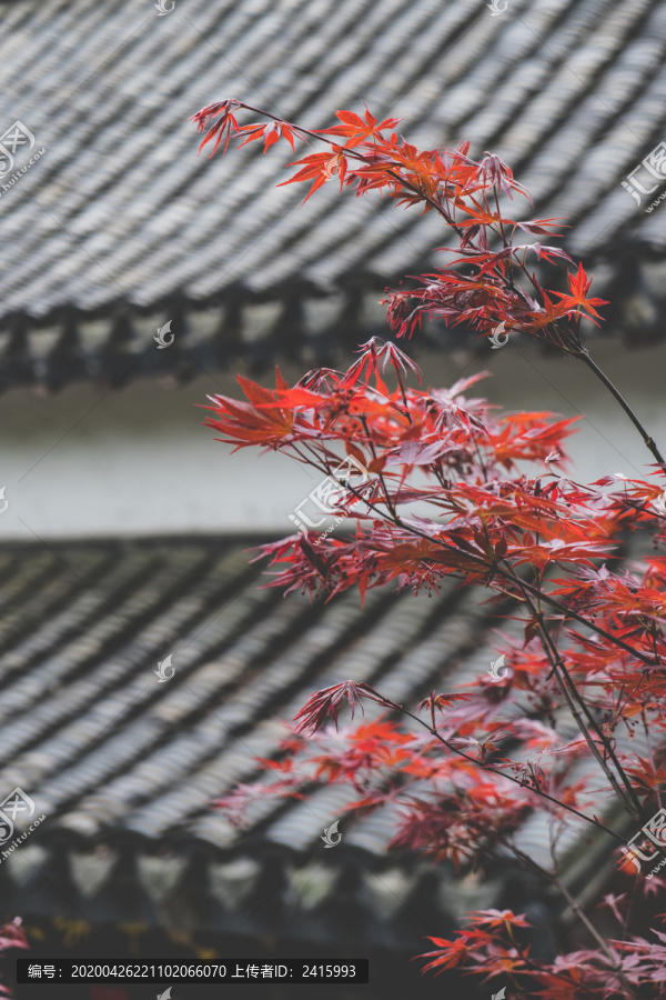 屋檐红叶枫叶春夏天环境