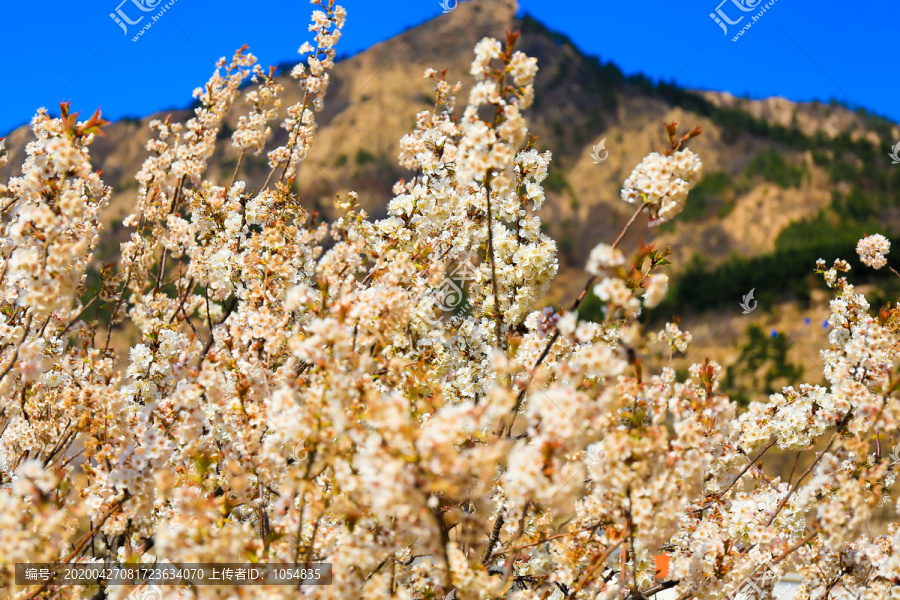 春天樱桃花开