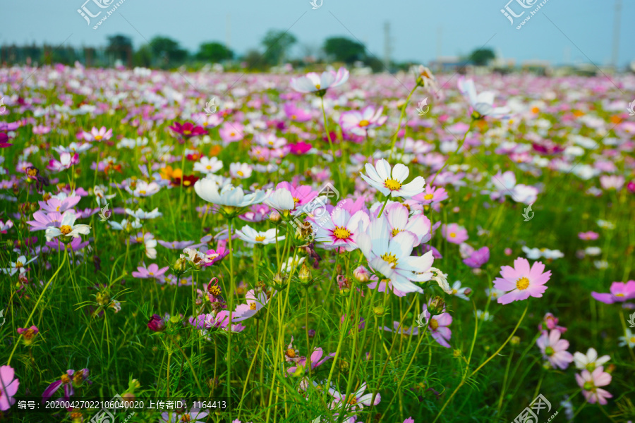 格桑花