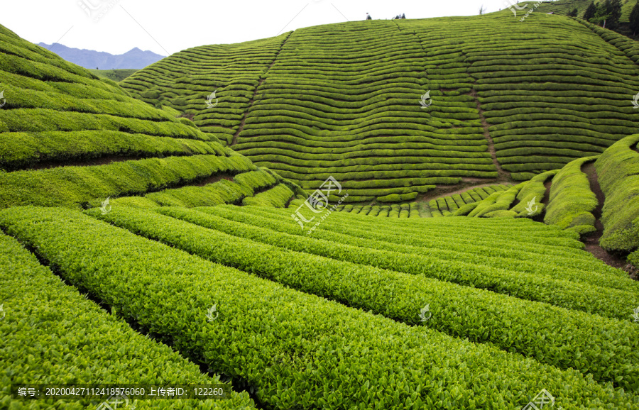 梯田茶山