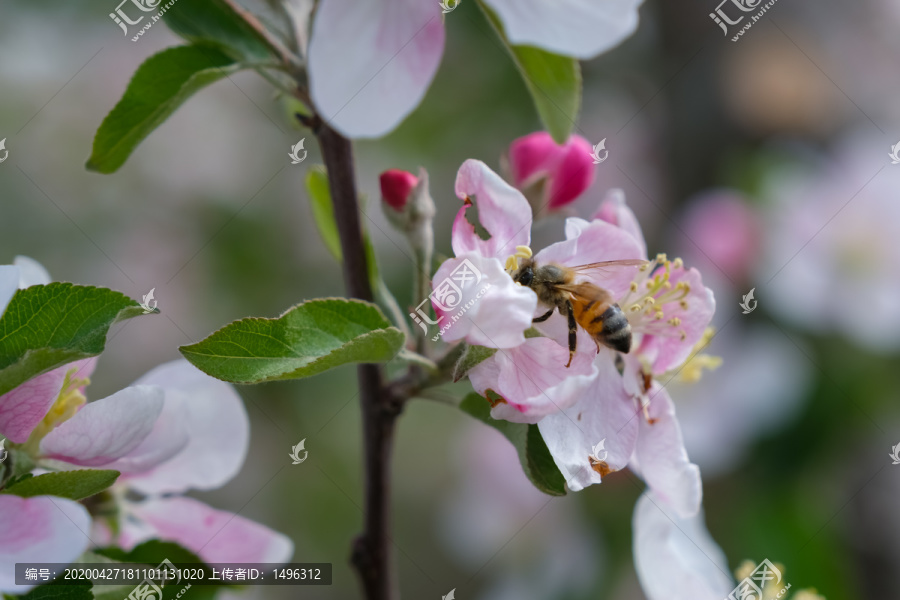 果园里盛开的苹果花