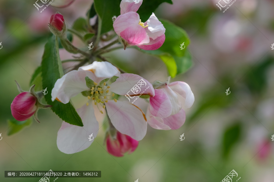 果园里盛开的苹果花