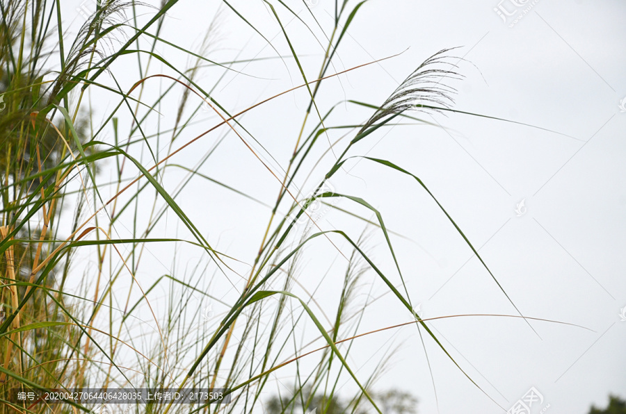 野草