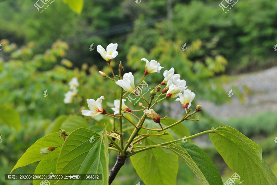 盛开的油桐花