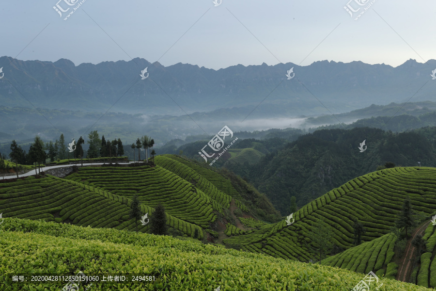 茶场茶叶