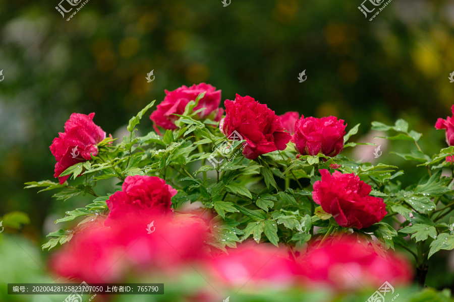 雨后的牡丹花