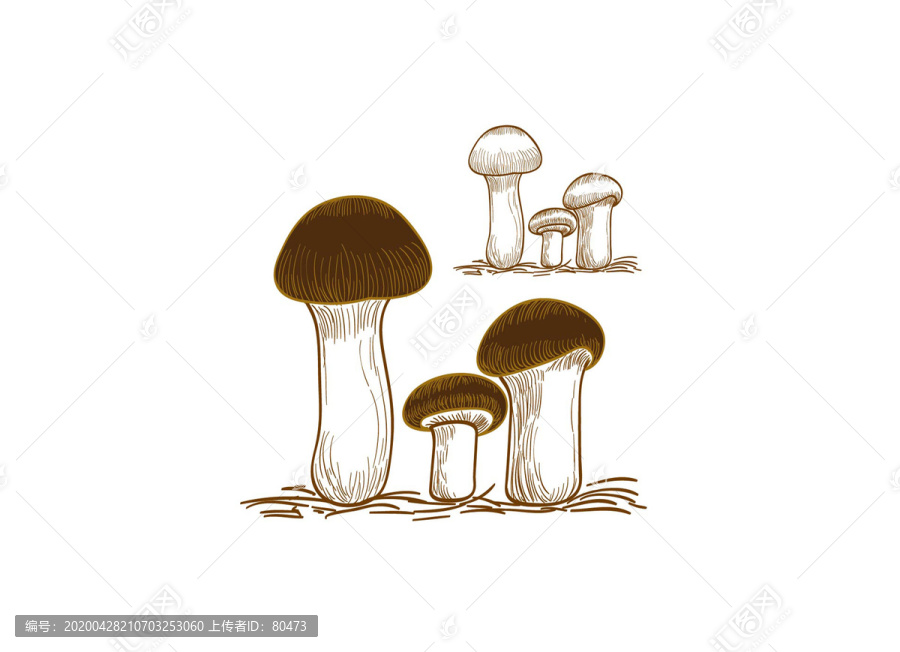 手繪松茸