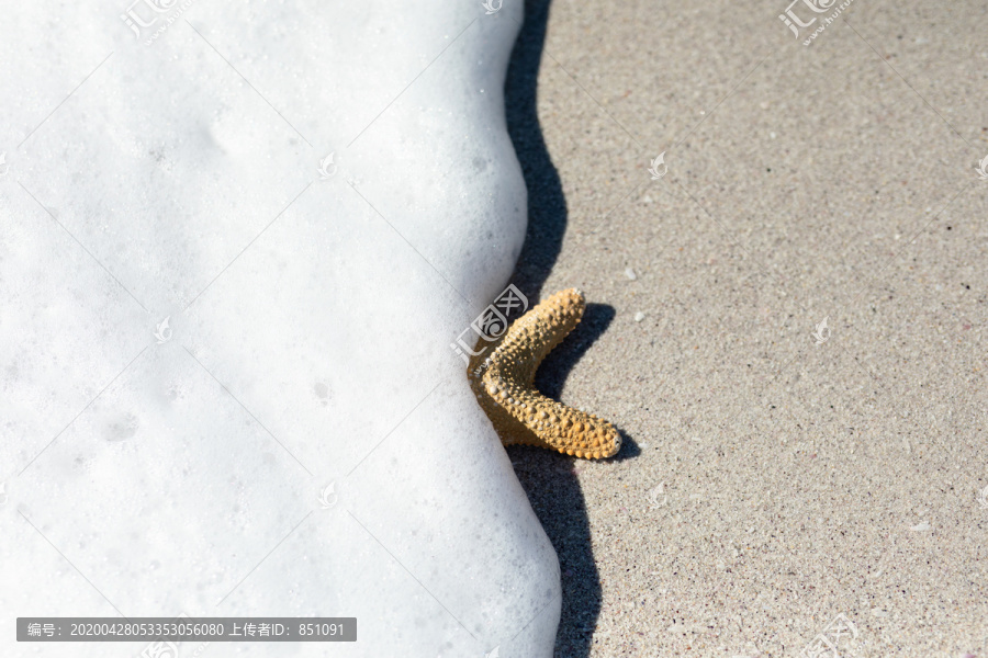 海星躺在沙滩上的俯视图