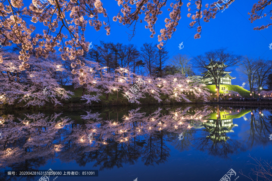 日本高田公园的樱花