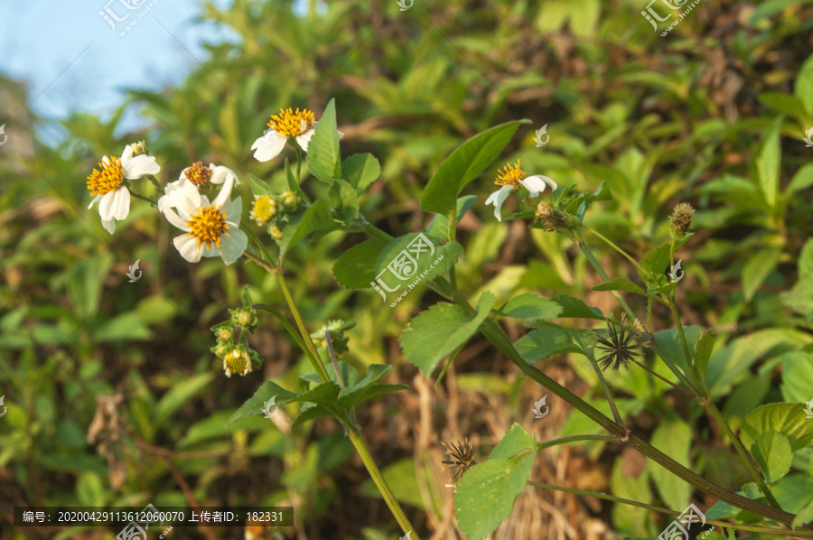 白花鬼针草素材图