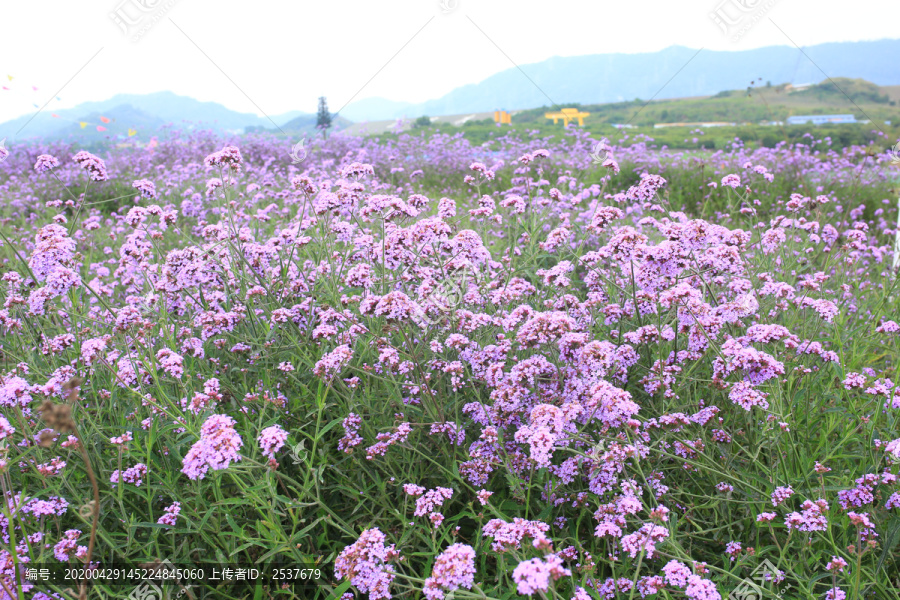 花海