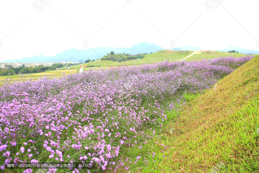 花海