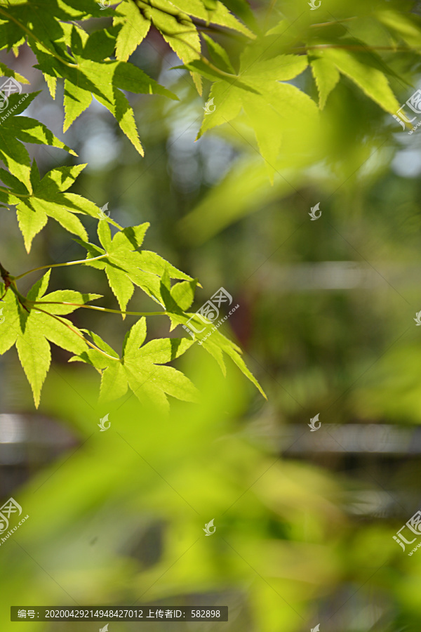 夏天枫叶