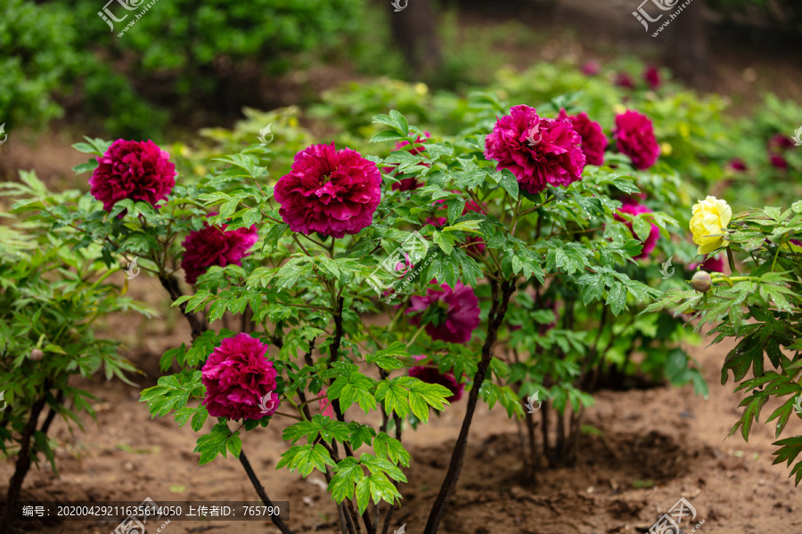 花園里的紫牡丹
