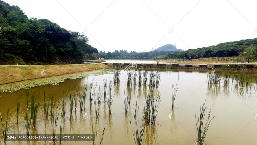 水面水草