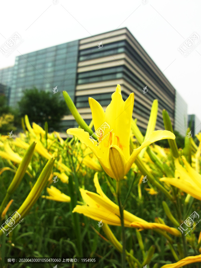 黄花菜春日花开