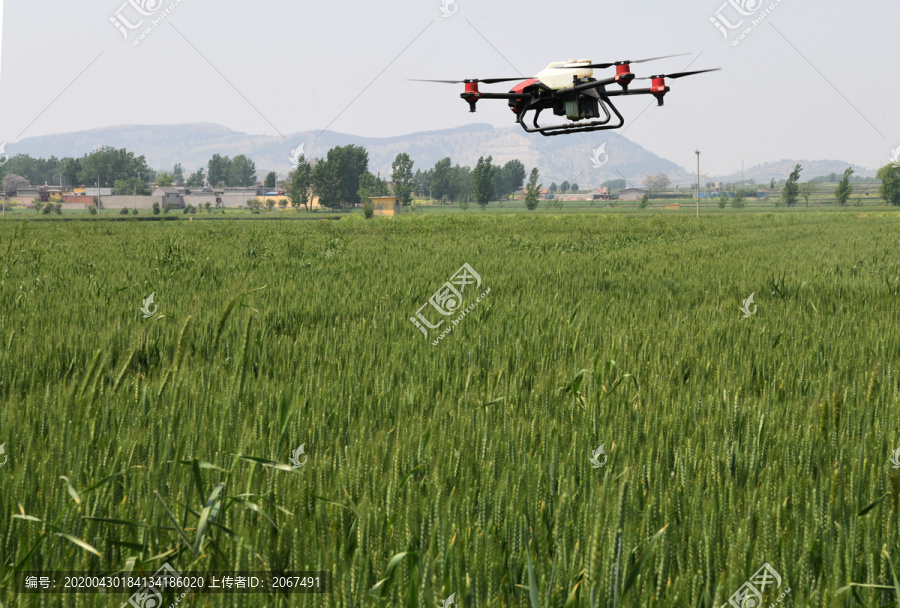 无人机在麦田喷洒农药