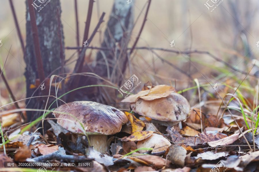 秋林中的蘑菇