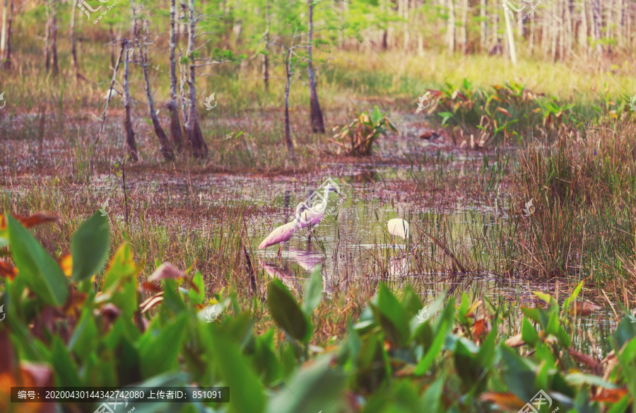 大沼泽地国家公园的玫瑰琵鹭