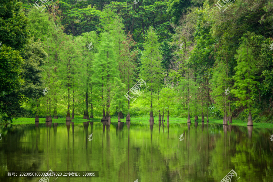 阳光树林背景