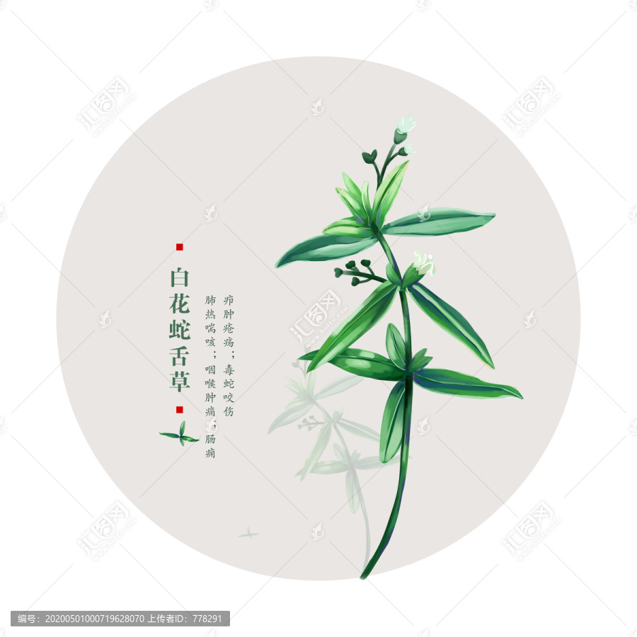 白花蛇舌草