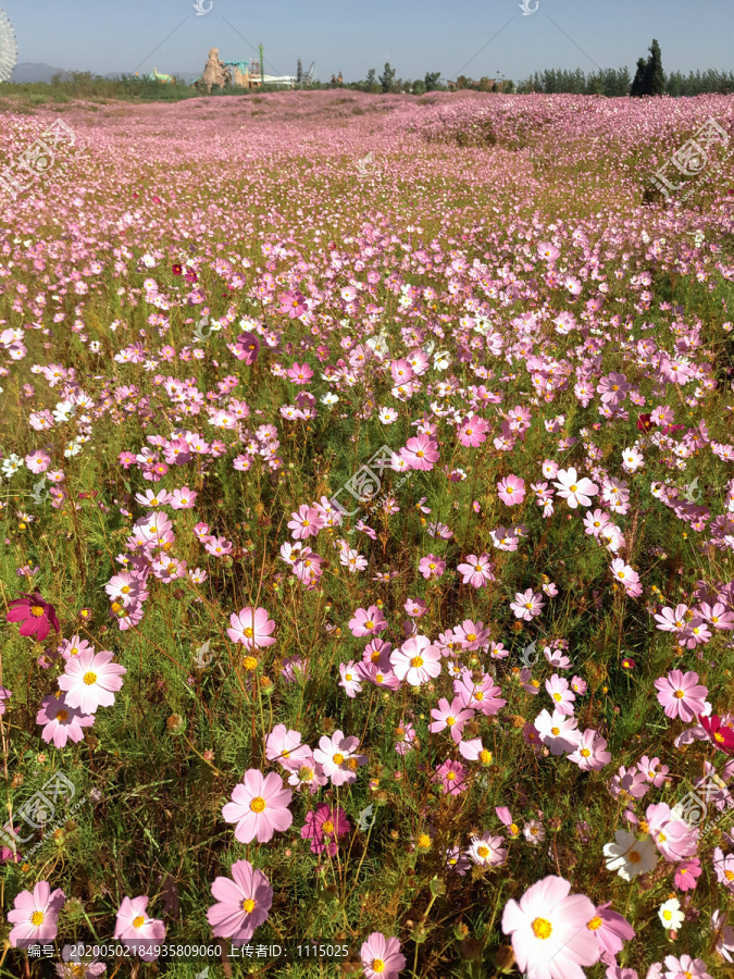 花海