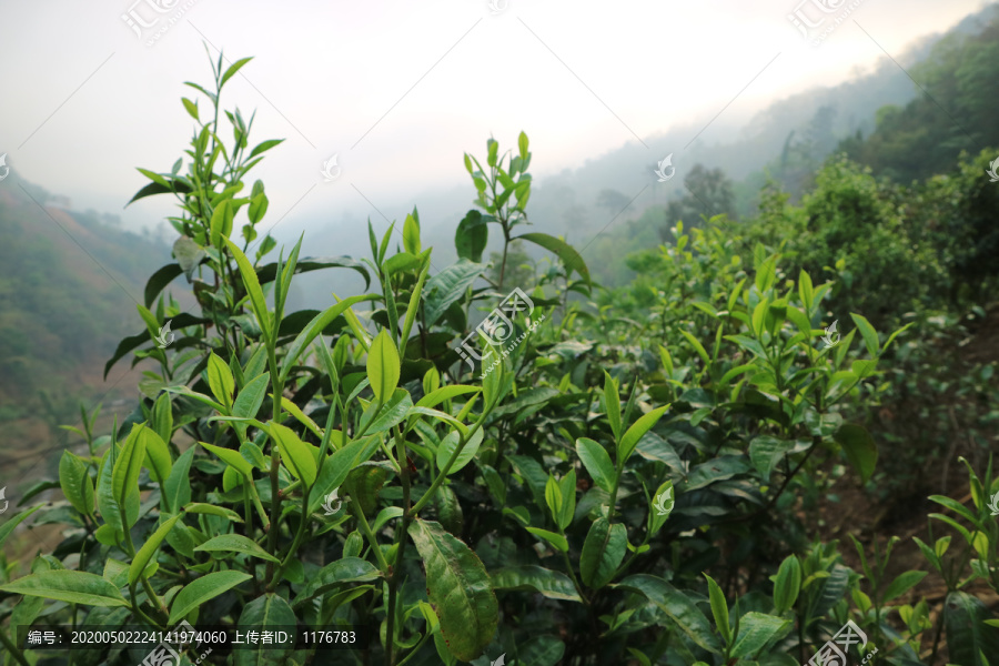 茶春天茶芽萌发茶芽