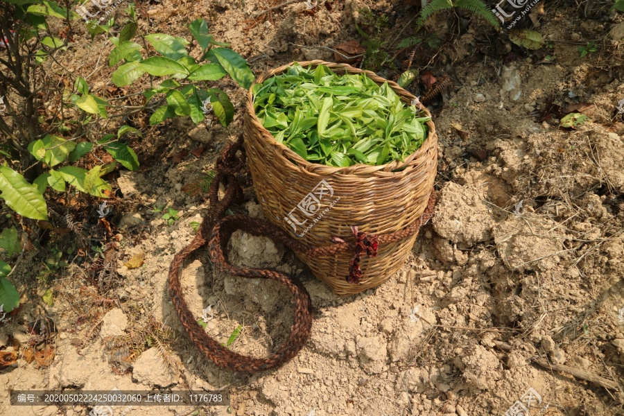 茶采茶茶芽春茶萌发背篓里的茶芽