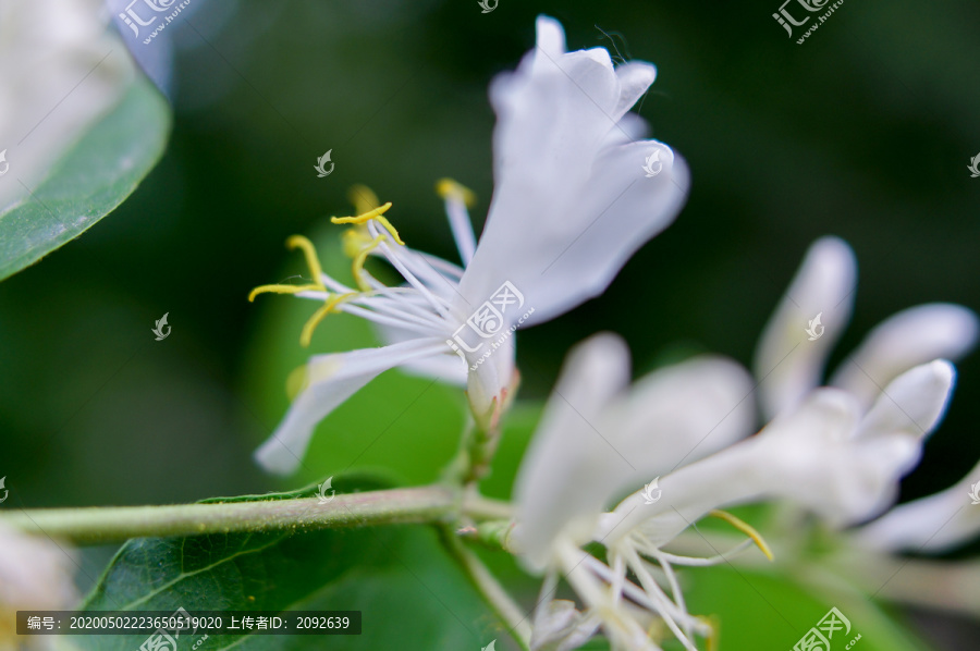 金银花