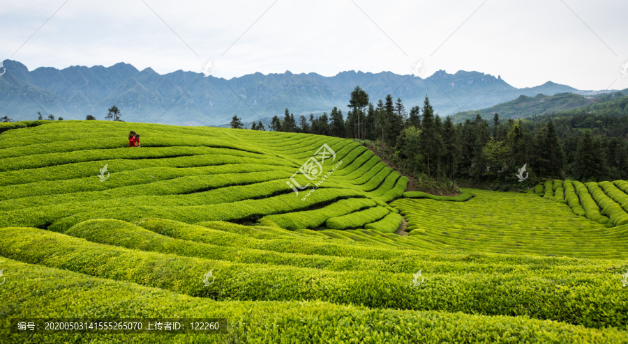 鹤峰木耳山茶园