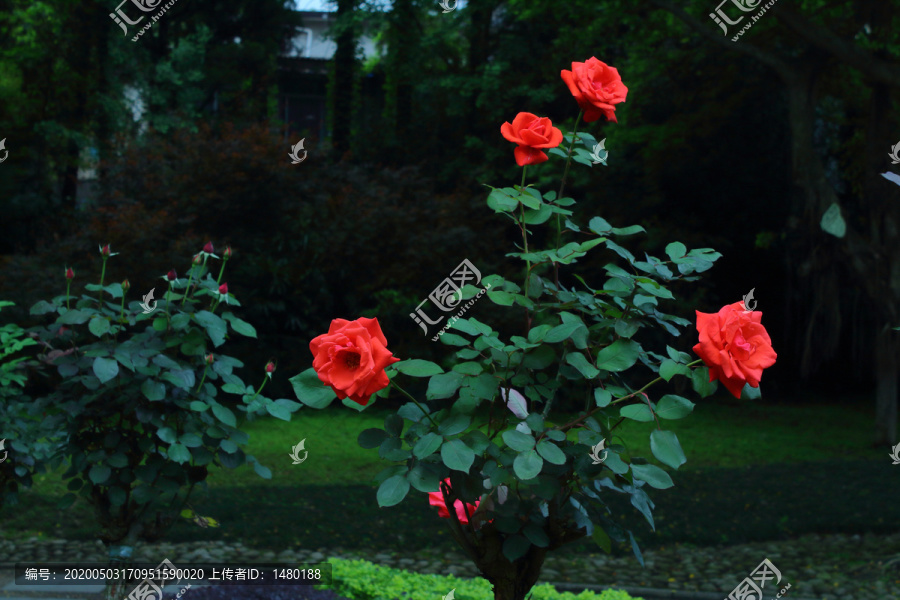 红色月季花玫瑰花