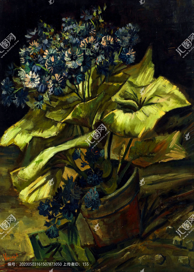 梵高瓜葉菊