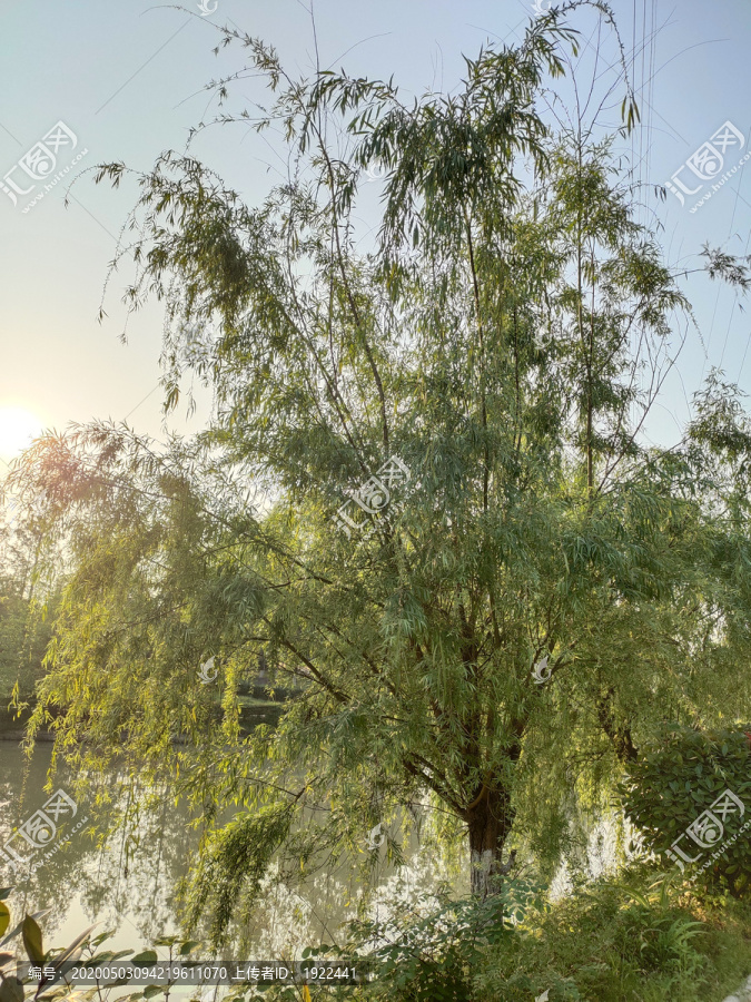 阳光下的柳树