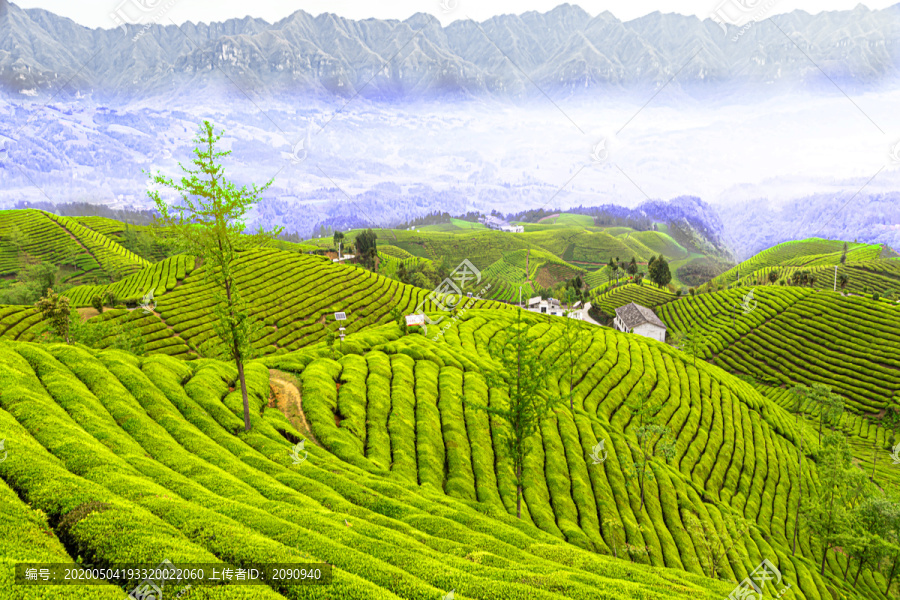 湖北鹤峰木耳山茶园